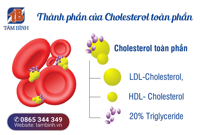 Thành phần Cholesterol toàn phần