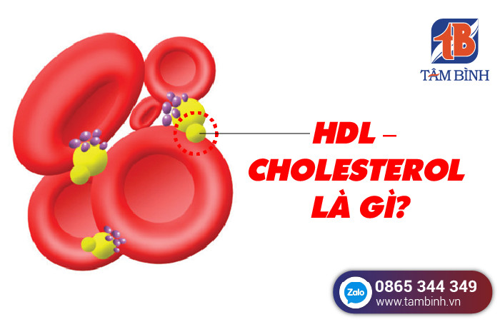 chỉ số hdl cholesterol là gì