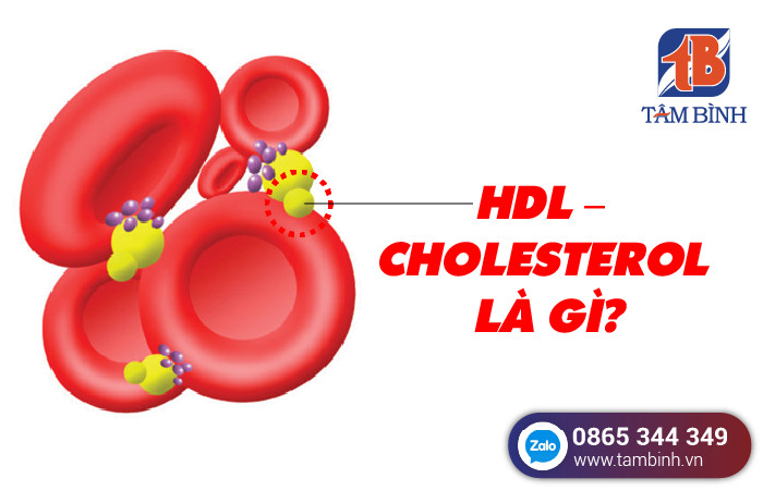 Tìm hiểu về hdl cholesterol thấp là gì và nguy cơ gây bệnh trong cơ thể