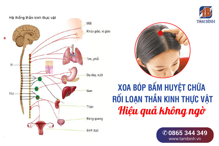 Xoa bóp bấm huyệt chữa rối loạn thần kinh thực vật