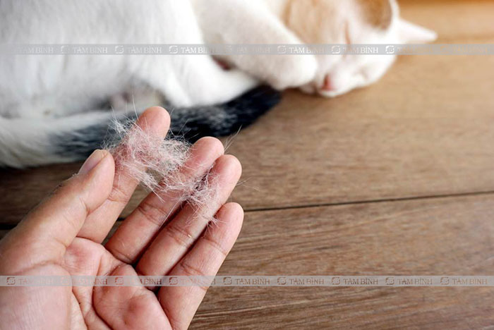 Nhiều trường hợp có thể bị dị ứng mẩn ngứa do lông chó mèo