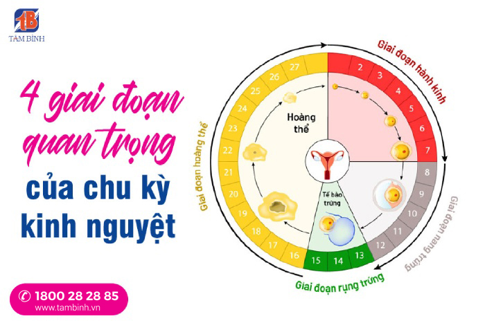 tìm hiểu về chu kỳ kinh nguyệt