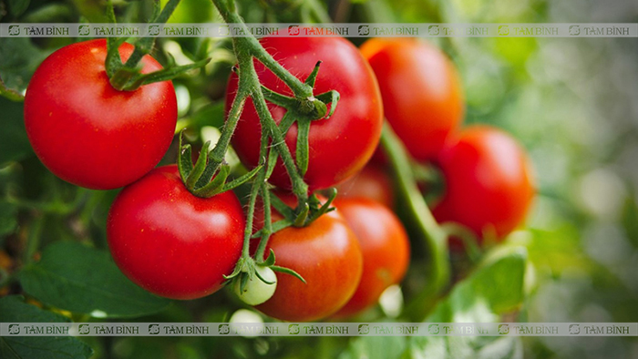 Cà chua giúp bạn cải thiện triệu chứng đau đầu, hoa mắt, chóng mặt