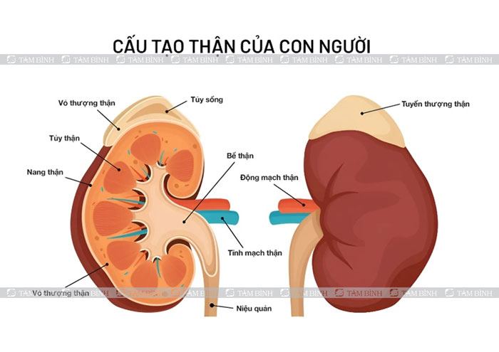 cấu tạo thận