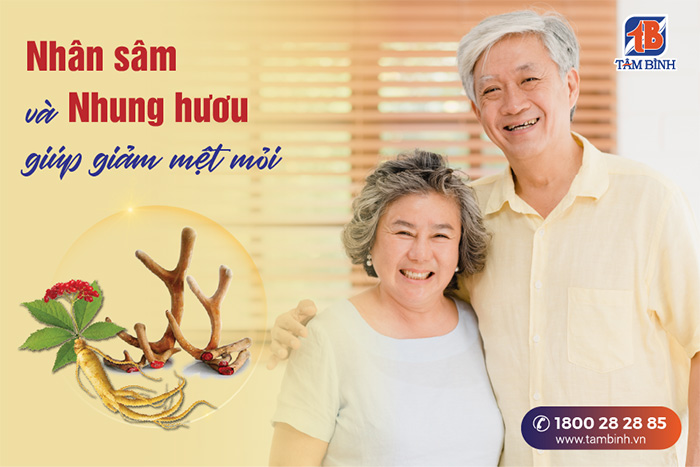 Dùng Nhân sâm và Nhung hươu giúp giảm mệt mỏi