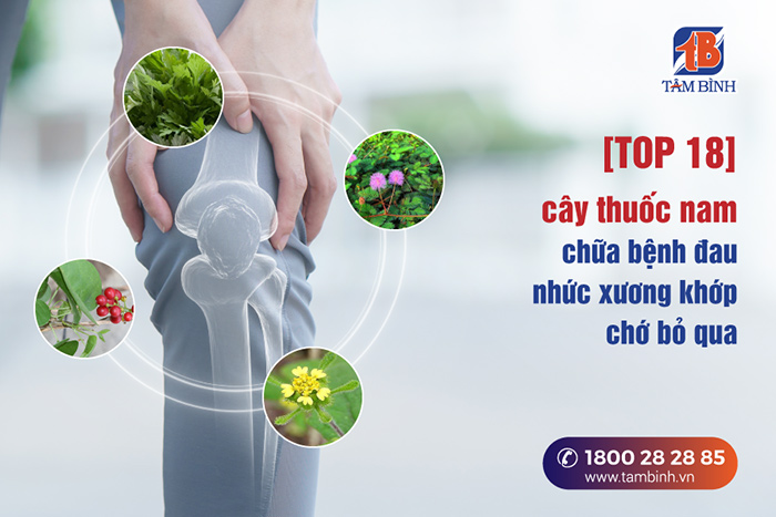 cây thuốc nam chữa bệnh đau nhức xương khớp