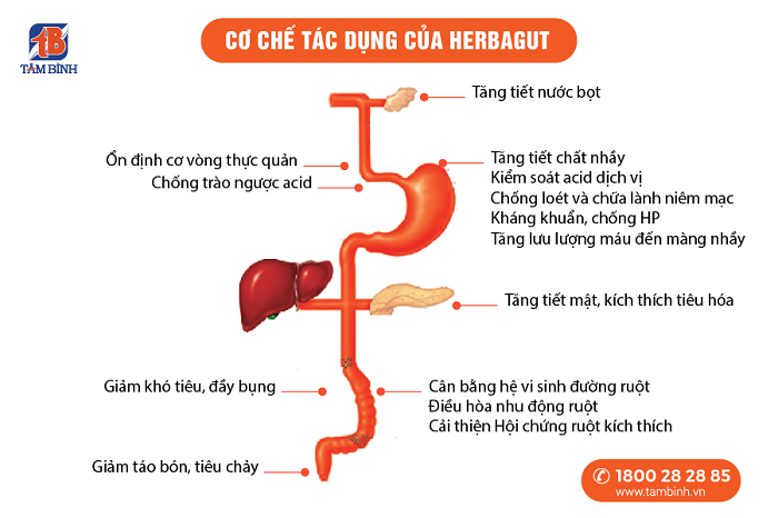 Cơ chế tác dụng của Herbagut 