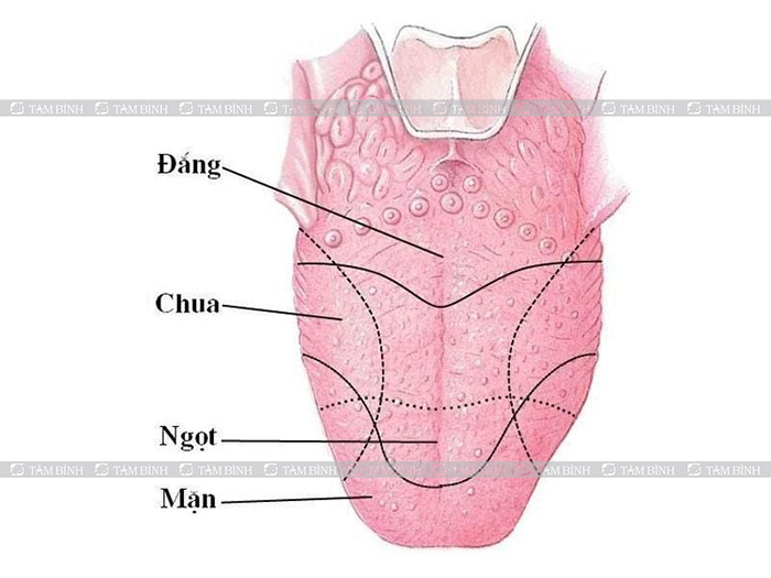 Rát lưỡi do trào ngược dạ dày có nguy hiểm không