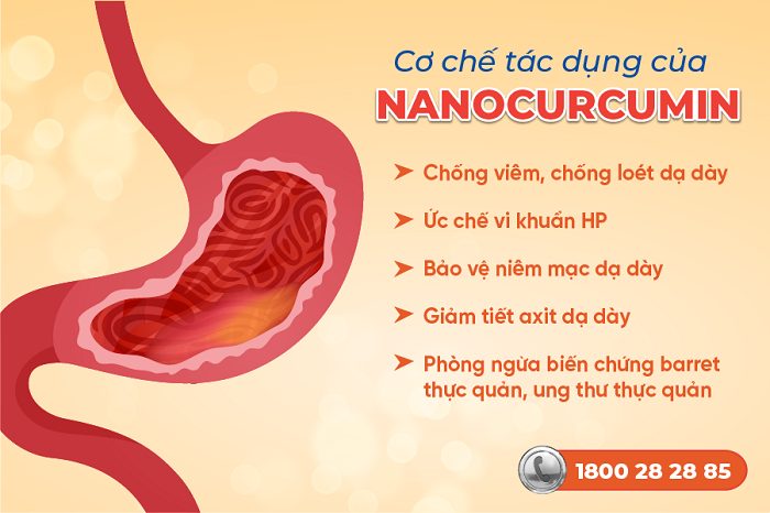 Cơ chế tác dụng của Nanocurcumin chữa đau dạ dày 