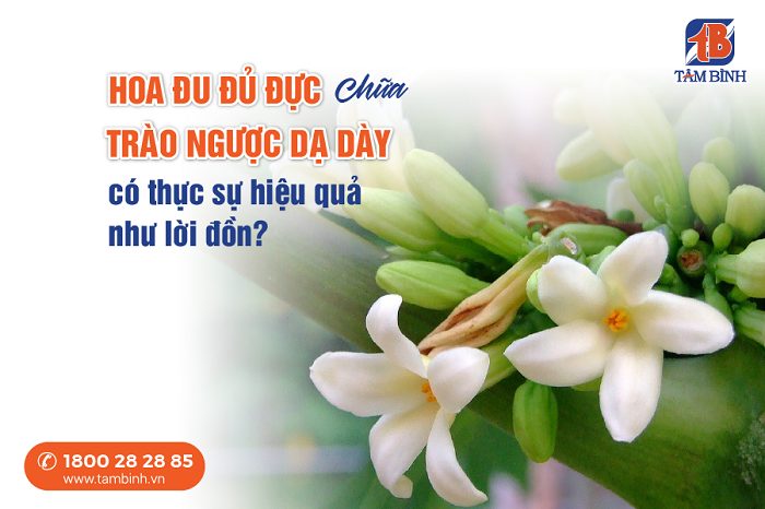 Hoa đu đủ đực chữa trào ngược dạ dày 