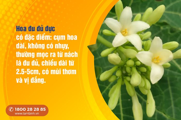 Hoa đu đủ đực chữa viêm loét dạ dày - Liệu có tốt như lời đồn dân gian?