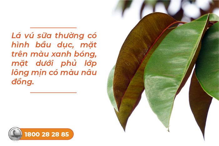 Lá vú sữa chữa viêm loét dạ dày: cách dùng và lưu ý quan trọng cần biết!