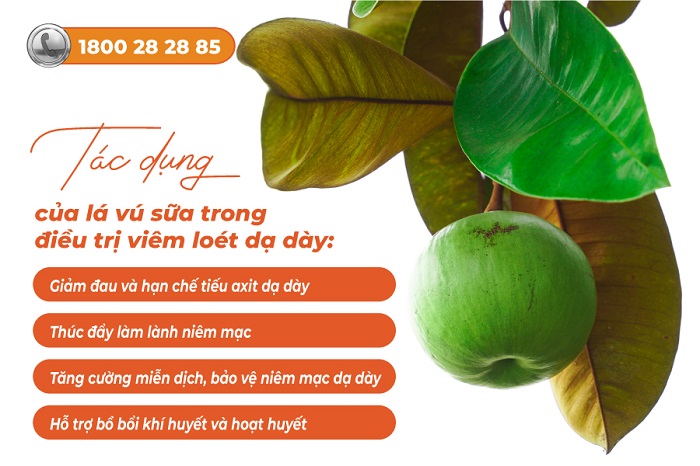 Lá vú sữa chữa viêm loét dạ dày: cách dùng và lưu ý quan trọng cần biết!