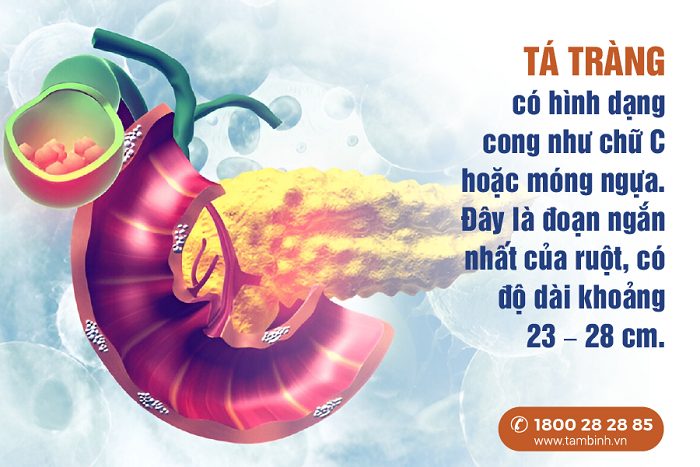 Tá tràng nằm ở đâu? Tìm hiểu vị trí, cấu tạo và chức năng tá tràng 