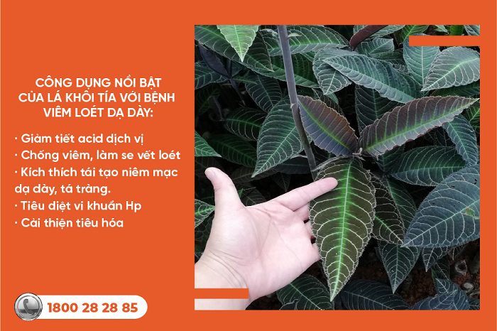 Cách sử dụng lá khôi tía chữa viêm loét dạ dày đơn giản, hiệu quả nhanh