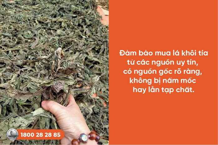 Cách sử dụng lá khôi tía chữa viêm loét dạ dày đơn giản, hiệu quả nhanh