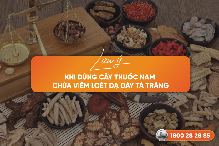 Cây thuốc Nam chữa viêm loét dạ dày tá tràng – Top 10 loại dễ kiếm quanh nhà